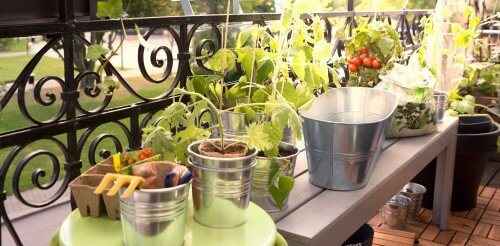 Les légumes pour le potager particulier