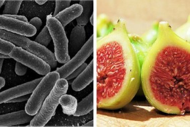 Eliminer les bactéries stomacales avec un traitement à base de figues