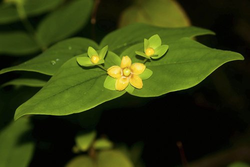 remèdes contre les douleurs au genou : fleurs de millepertuis