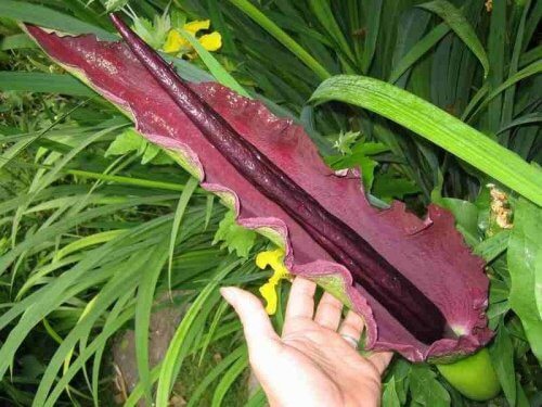 plantes d'intérieur dangereuses