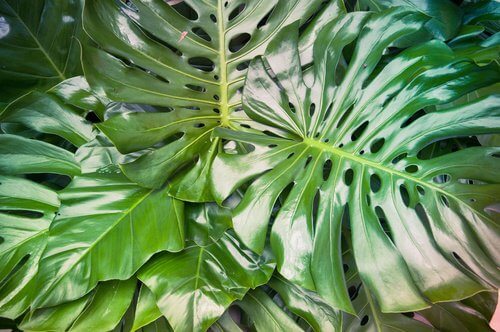 philodendron 