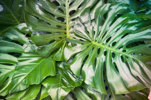 philodendron