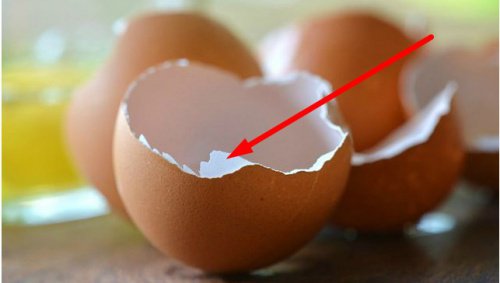 Ne jetez plus les coquilles d'œuf ! Découvrez comment les utiliser