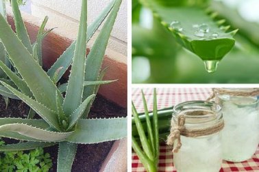 Découvrez pourquoi il est bon de cultiver de l'aloe vera chez soi