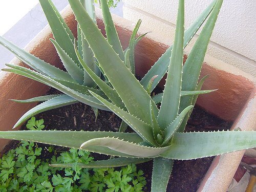 aloe vera dans un pot