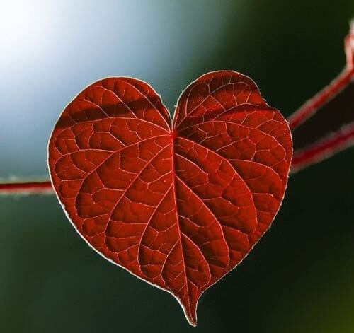 feuille en forme de coeur.
