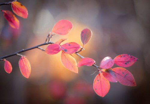 feuilles-rosees-representant-le-vide500x349