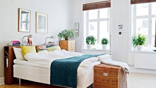 plantes-pour-trouver-le-sommeil-3-500x282