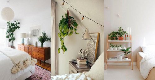 plantes-pour-trouver-le-sommeil-500x258