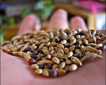 L'alpiste pour le poids.