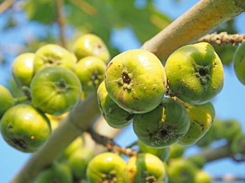 Lait de figue pour combattre les verrues.