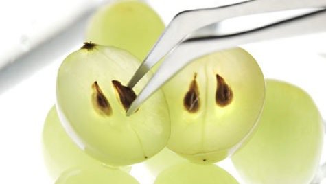 Les bienfaits des pépins de raisin pour la santé et la peau
