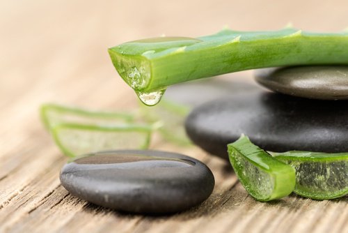 aloe-vera-500x334