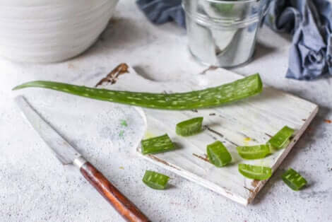 branche d'aloe vera.