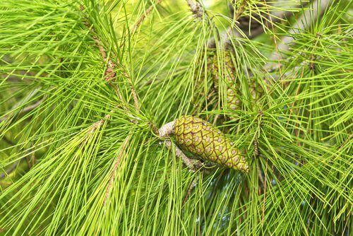 Les bienfaits des aiguilles de pin pour réduire l hypertension