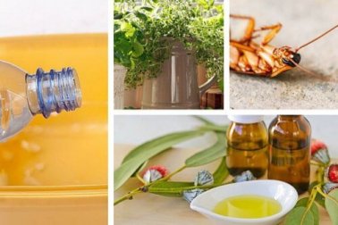 Comment repousser les insectes de chez soi sans utiliser de toxiques ?