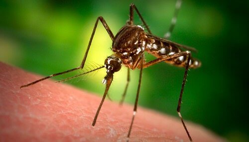 Pourquoi les moustiques choisissent certaines personnes pour sévir ? Pourquoi les moustiques choisissent certaines personnes pour sévir ?