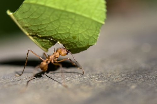 Eliminer-les-fourmis-500x334