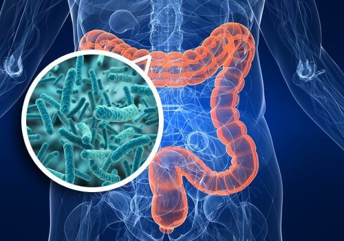 Syndrome de surcharge bactérienne dans l'intestin : symptômes et alimentation