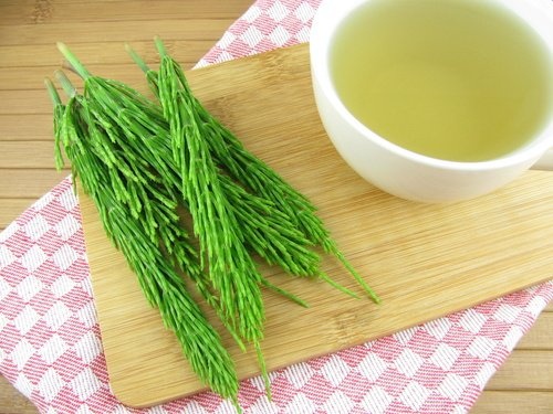 Infusion de prêles des champs
