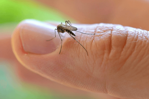 L’OMS déclare l’urgence sanitaire mondiale à cause du virus Zika L’OMS déclare l’urgence sanitaire mondiale à cause du virus Zika