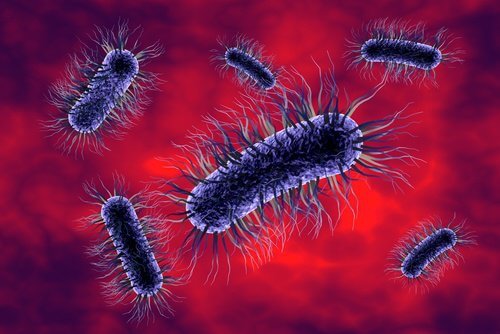 bacteries-qui-causent-des-maladies-500x334