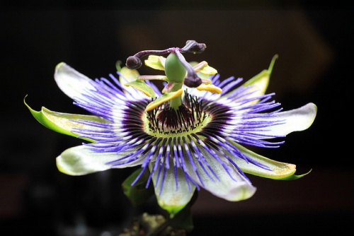 passiflore-Humberto-Terenziani-500x334