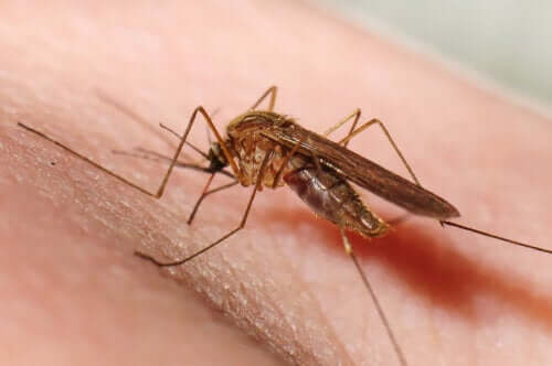 Pourquoi les moustiques choisissent certaines personnes pour sévir ?