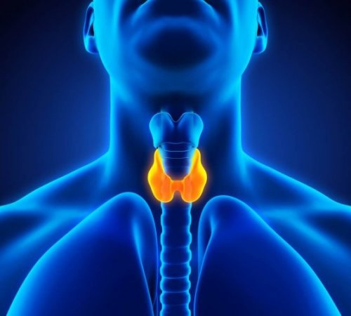 le rhubarbe est bénéfique pour la santé thyroïdienne