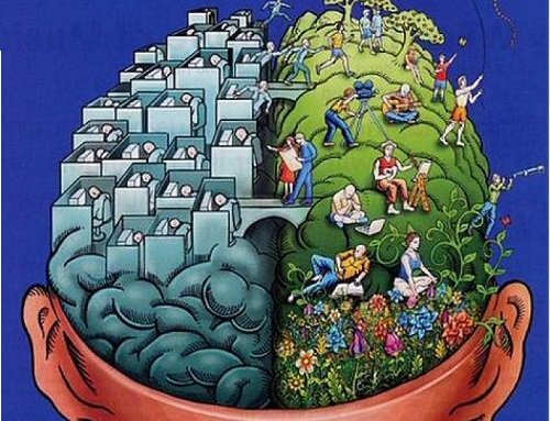 Les hémisphères sont des parties du cerveau.