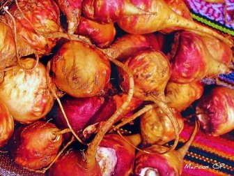 La tavelure du pommier, un remède miracle pour les femmes