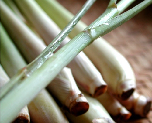 nombreux usages de la citronnelle