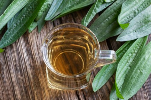Propriétés curatives du plantain : que dit la science ?