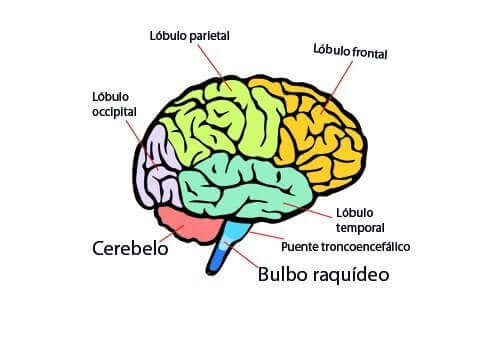 Les parties et les fonctions principales du cerveau