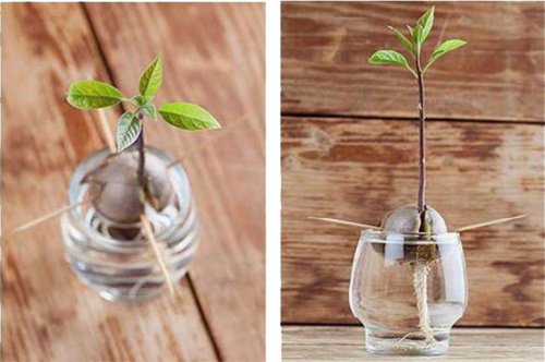 faire pousser chez soi