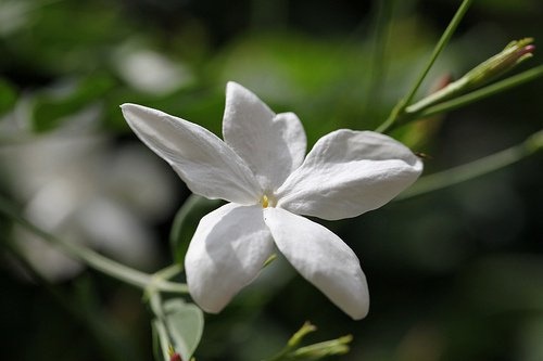 Quelles sont les meilleures variétés de thé au jasmin ? 