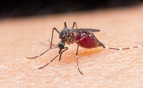 6 remèdes maison pour éloigner les insectes de chez vous