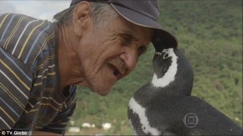 Pingouin-bresilien-500x281
