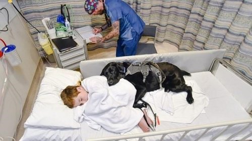 Mahe, le chien qui s’occupe de son ami autiste