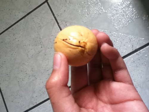 Comment faire germer un noyau d'avocat : étape 2