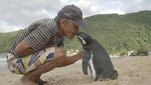 Un pingouin nage plus de 8000 km chaque année pour retrouver l'homme qui lui a sauvé la vie