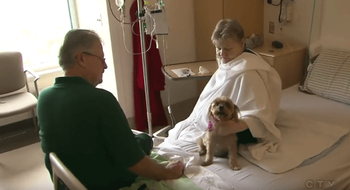 Animaux-domestiques-a-l'hopital-avec-leur-maitre-3-500x272