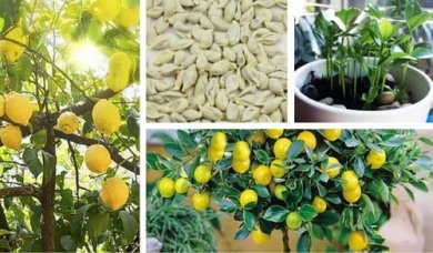 Comment faire germer des graines de citron pour obtenir un arbre magnifique dans votre jardin