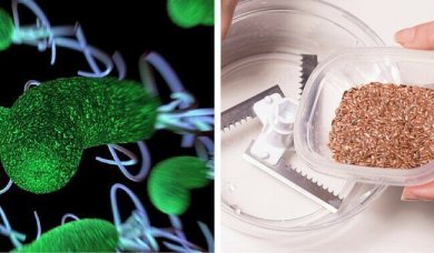 Deux ingrédients pour nettoyer votre corps des parasites