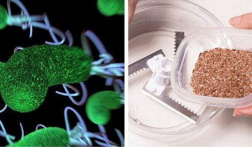Deux ingrédients pour nettoyer votre corps des parasites