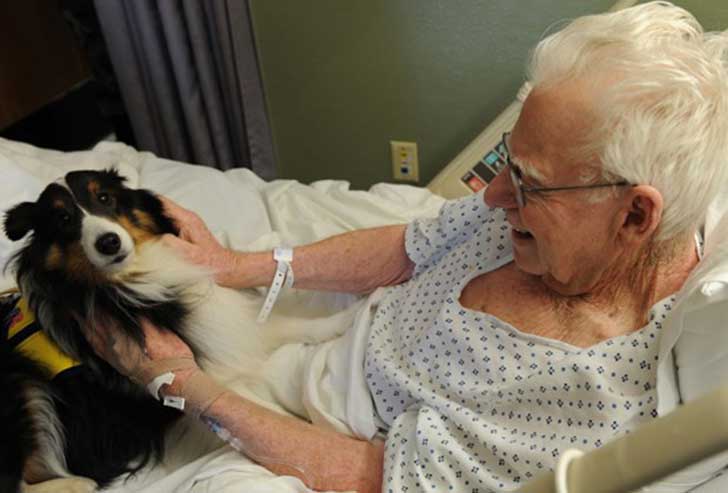 Découvrez l’hôpital qui permet aux animaux domestiques de rendre visite à leurs maîtres