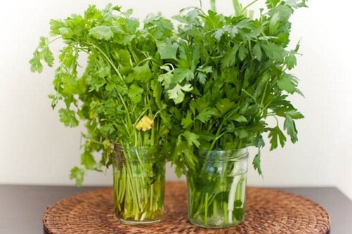 Maintenir-les-herbes-fraiches-500x332