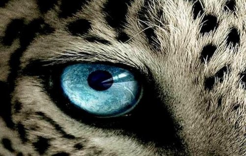 Oeil-tigre-Copy