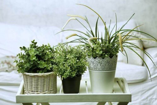 plantes dans la chambre d'amis