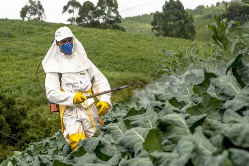 Arrosage des pesticides sur les légumes
